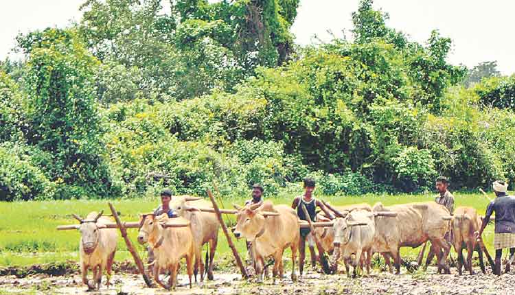 అదునుకోస్తున్న ఆప్తబంధువు