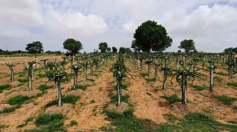 లాభాల్లో మేటి డ్రాగన్‌ ప్రూట్‌