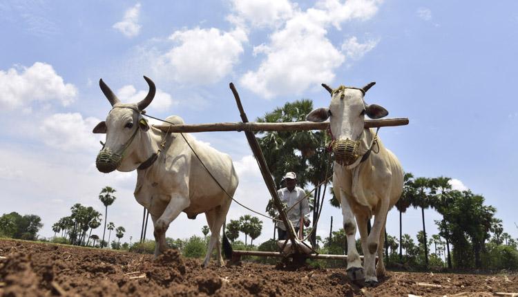 సాలేటి వానల్లో సాగు పనులు షురూ..