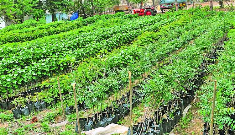 వడివడిగా హరితోత్సవానికి..