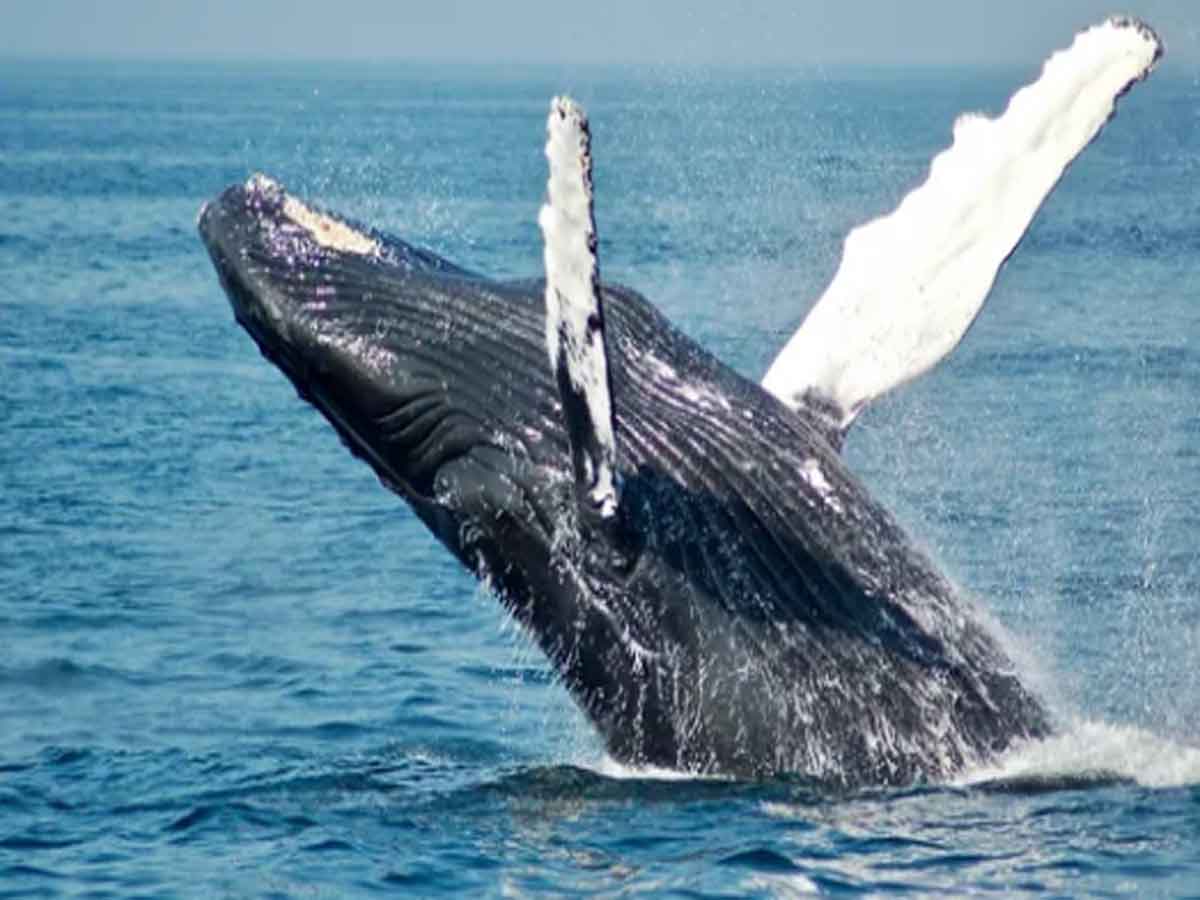 మిరాకిల్ ఎస్కేప్‌.. ఒక వ్య‌క్తిని మింగి ఉమ్మిన తిమింగ‌లం