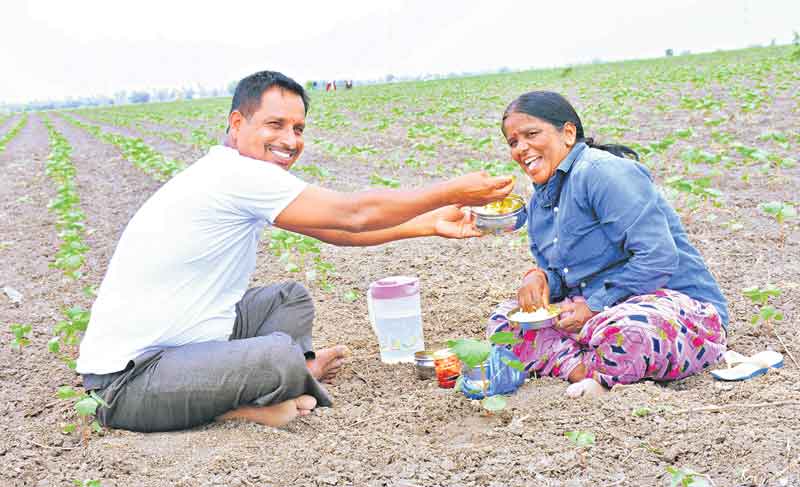 సాగు సంబురం