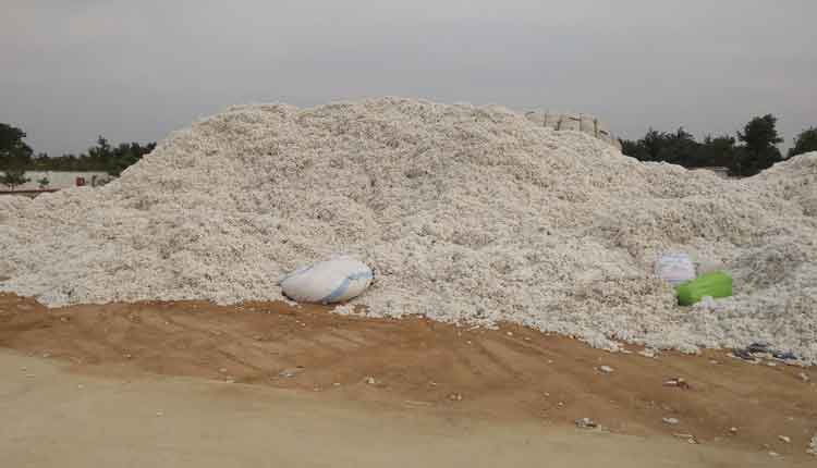 పత్తి వైపే సాగు