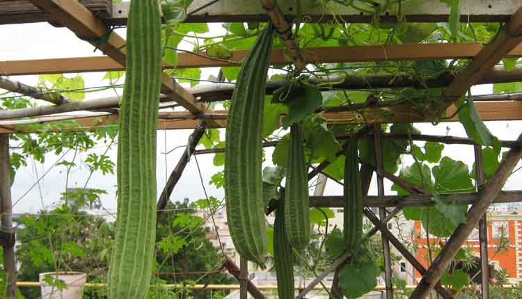 ఉద్యానం లాభాలు ఘనం