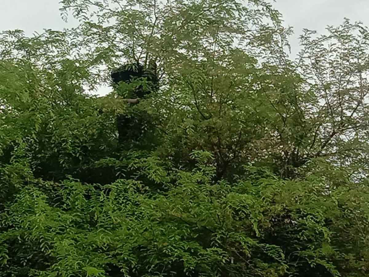 హిమ్మత్నగర్లో ఎలుగుబంటి హల్చల్
