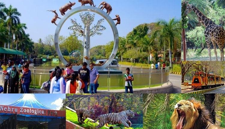 జూలో ఏనుగు, చిరుత మృతి