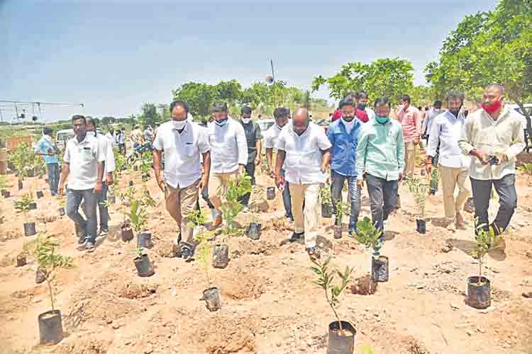 ఒక్కరోజే 10 లక్షల మొక్కలు!
