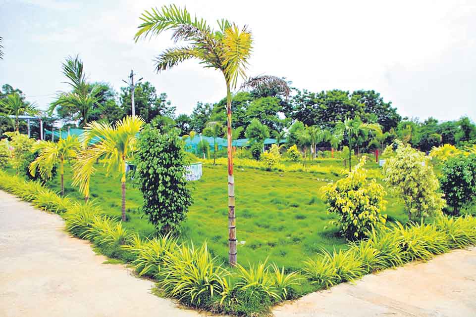 పదెకరాల్లో ప్రకృతి వనం