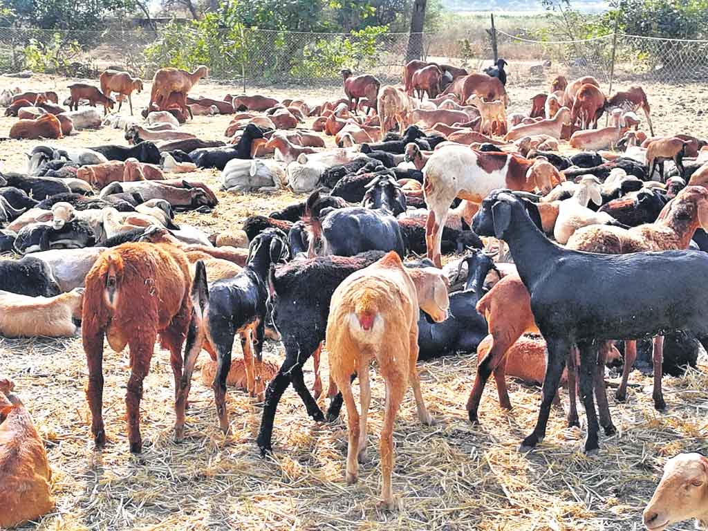 గొర్రెల పంపిణీకి ప్రత్యేక యాప్‌