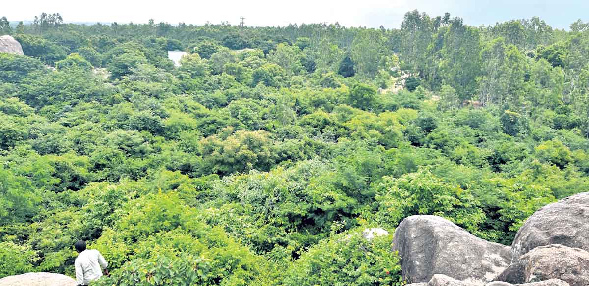 కొండగొర్రె అడవి.. పర్యాటకుల సందడి