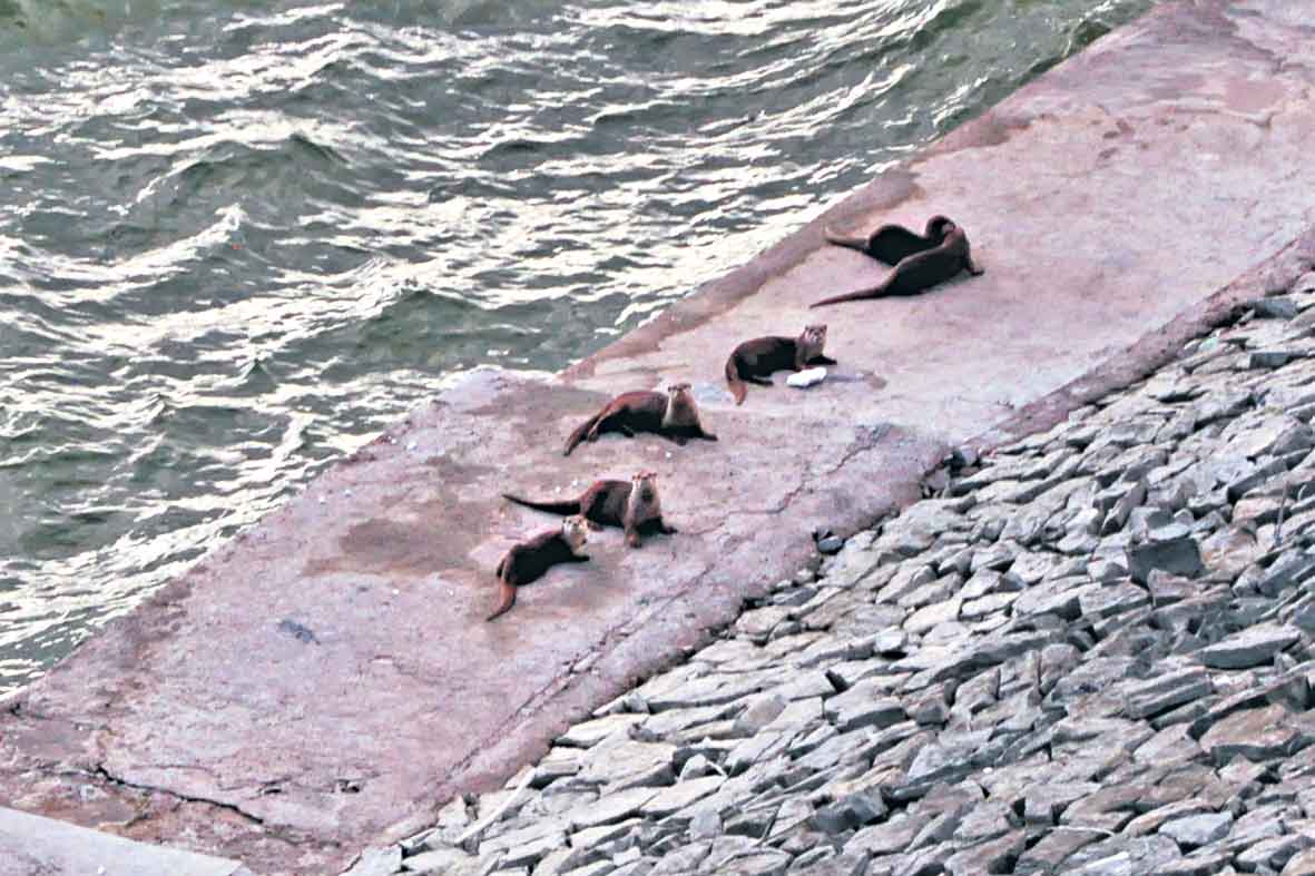 నాగార్జున‌ సాగ‌ర్‌లో నీటి‌కు‌క్కల సందడి