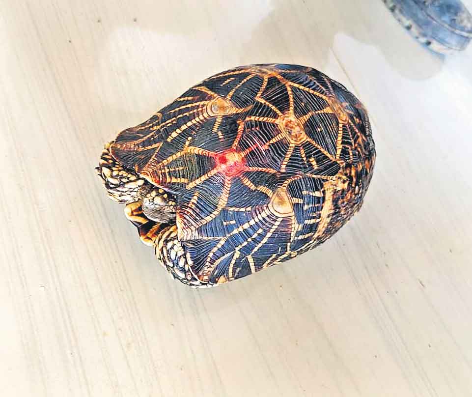 అరుదైన నక్షత్ర తాబేలు లభ్యం