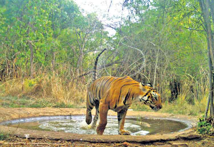 అమ్రాబాద్‌లో 14 పులులు