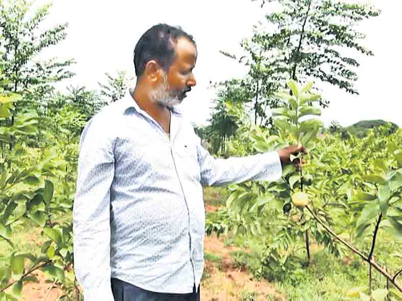 అంతరం..ఆదాయ మార్గం!