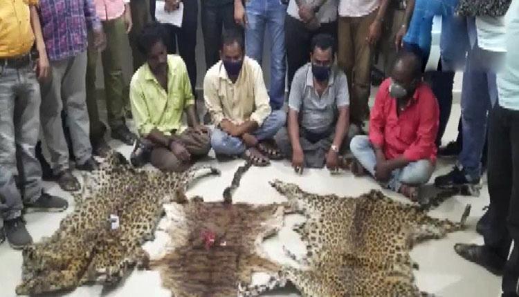 పులి చ‌ర్మాల‌ను స్మ‌గ్లింగ్ చేస్తున్న 8 మంది ముఠా అరెస్ట్‌..!