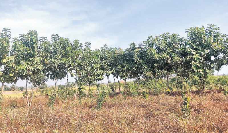 టేకు.. ఆదాయం బాగు..