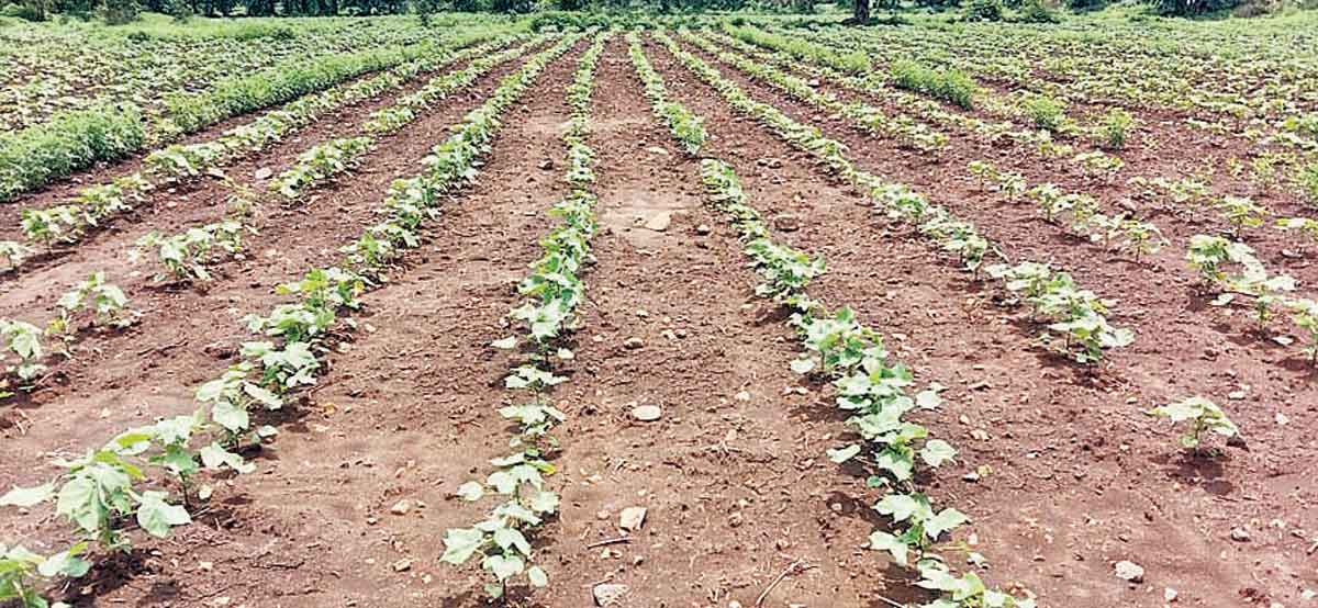 చిగురించిన ఆశలు