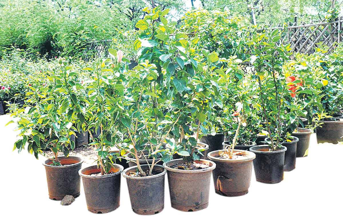 పల్లె మురిసేలా.. ప్రగతి మెరిసేలా..