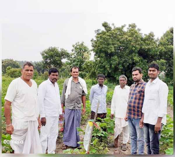 పత్తిపంటలో సస్యరక్షణ చర్యలు చేపట్టాలి
