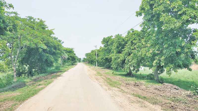 పల్లె వాకిట.. పచ్చ తోరణం..