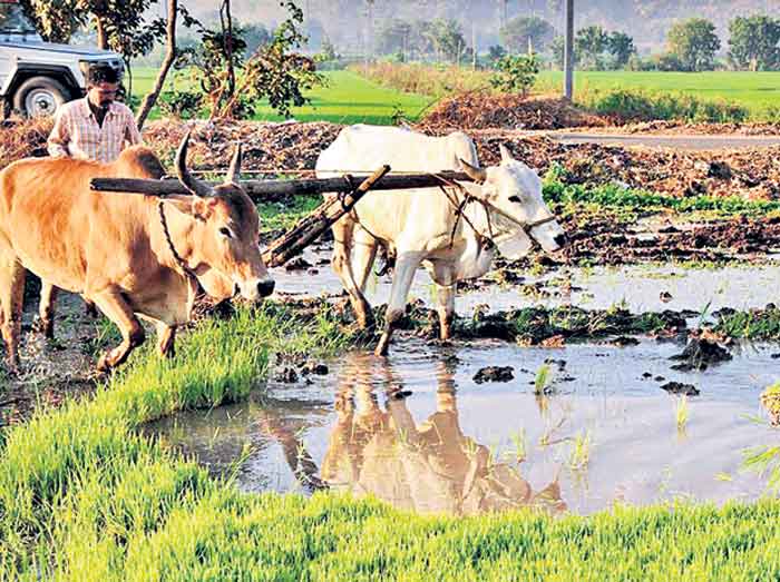 సాగుభూమి అత్యధికంగా ఉన్న జిల్లా ?