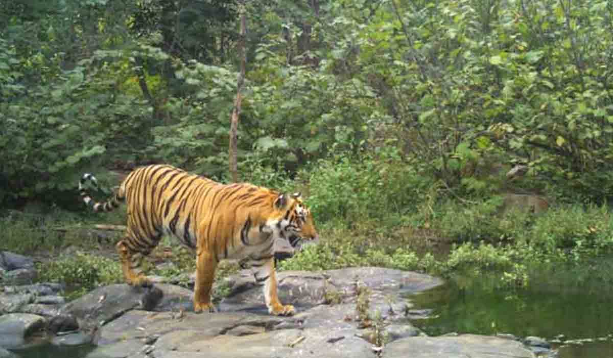 అమ్రాబాద్ టైగ‌ర్ రిజ‌ర్వ్‌లో పెరిగిన పులుల‌ సంఖ్య.. అటవీ శాఖ వార్షిక నివేదిక