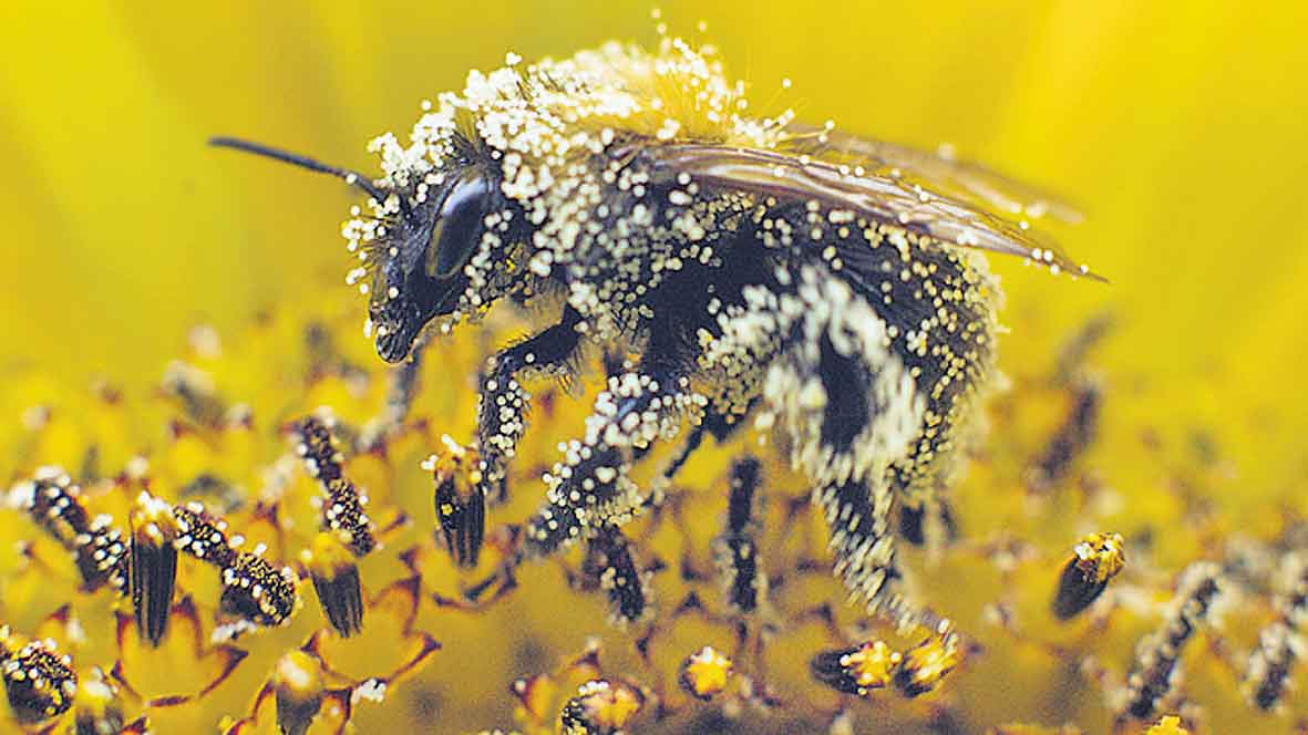 ఫలితాన్నిచ్చే..‘పుప్పొడి చికిత్స’