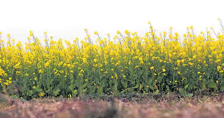 వంట ఆవాలతో..లాభాల పంట!