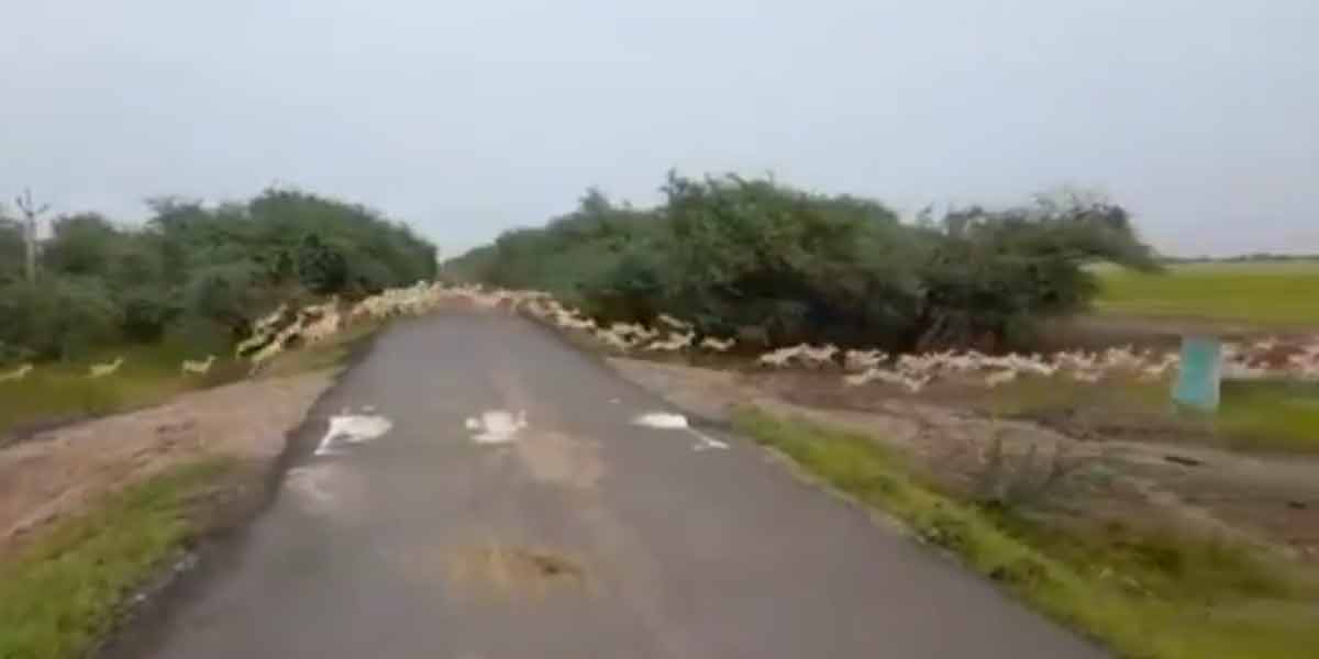 కృష్ణజింకల సందడి.. వీడియో ట్వీట్‌ చేసిన ప్రధాని