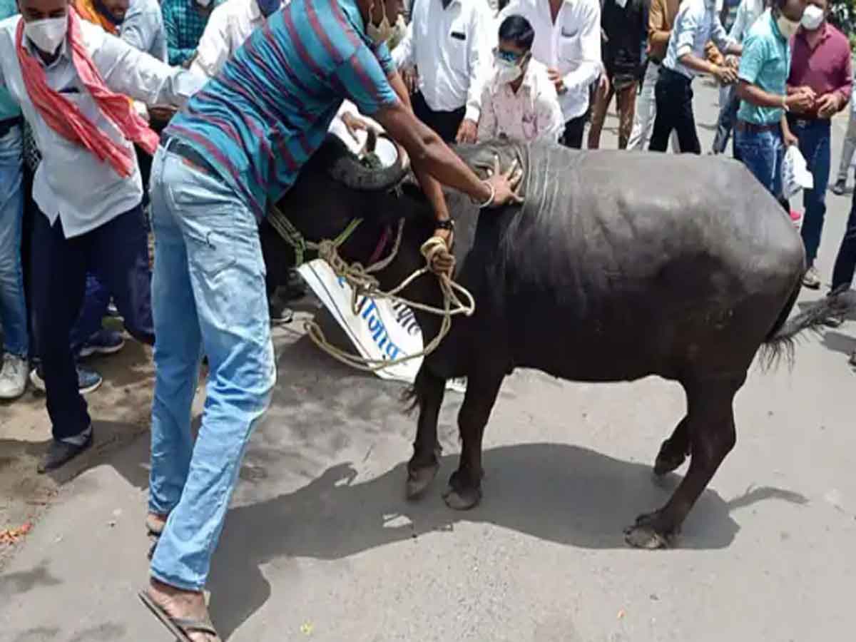 నిరసనకారులపైకి దూసుకెళ్లిన గేదె.. ఒకరికి గాయాలు