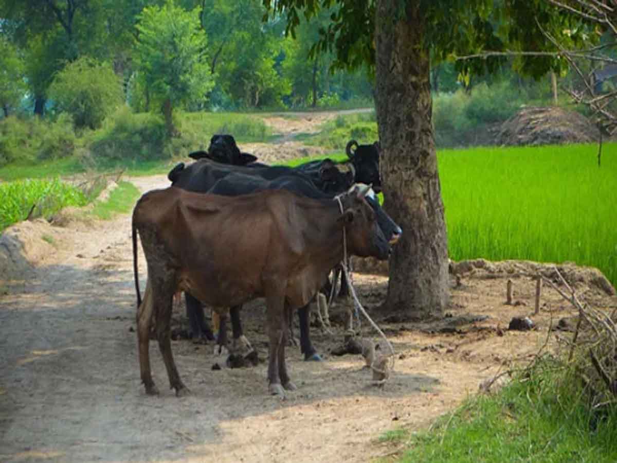 మద్యం తాగిన గేదెలు.. అక్రమ అమ్మకాల గుట్టురట్టు