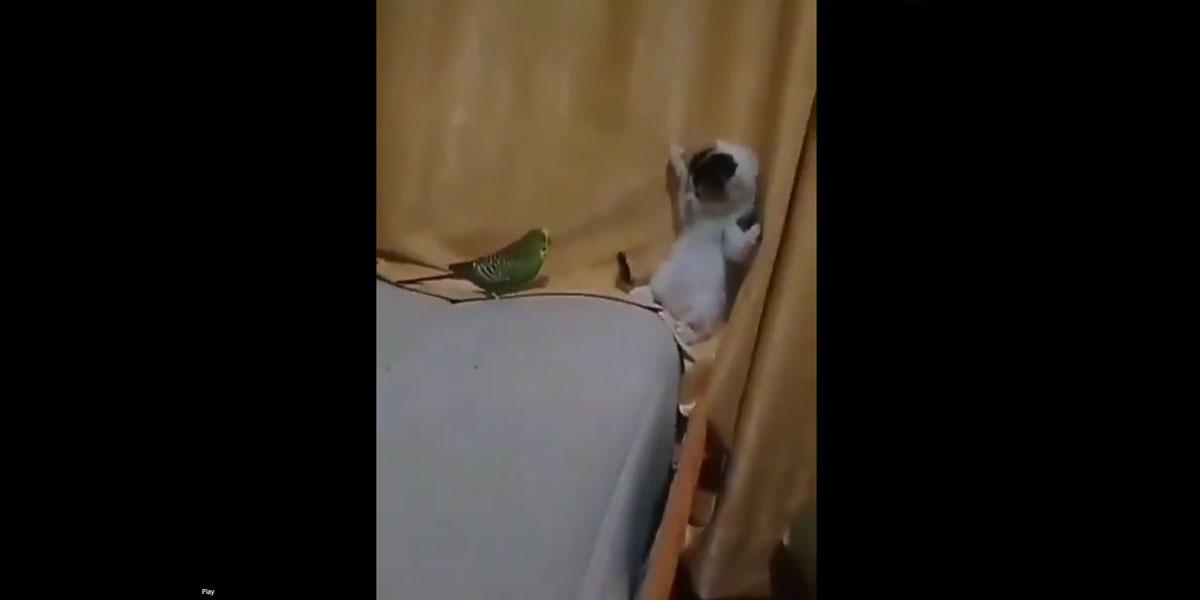 పిల్లితో చిలుక చెల‌గాటం.. చివ‌రికి ఏమైందో చూడండి..!