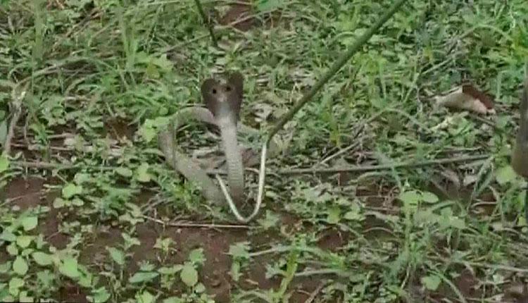 ఇంట్లో దూరి 21 పిల్ల‌లు చేసిన నాగుపాము..!