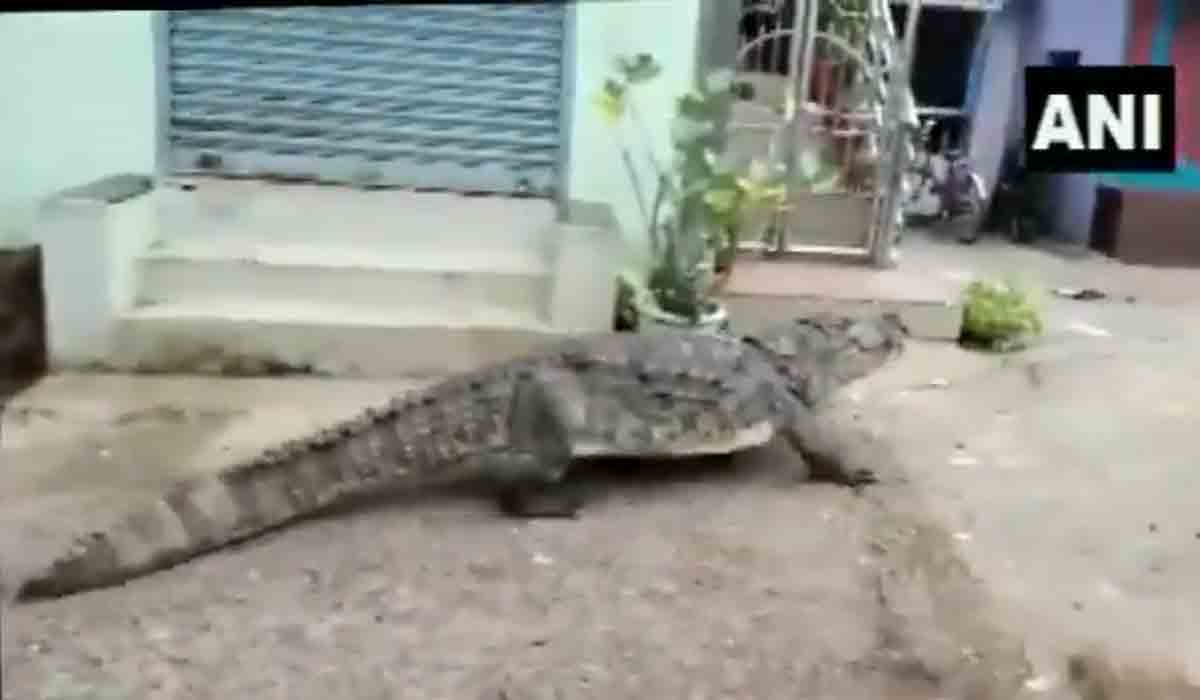 గల్లీలోకి వచ్చిన మొసలి.. వీడియోల కోసం ఎగబడ్డ జనం