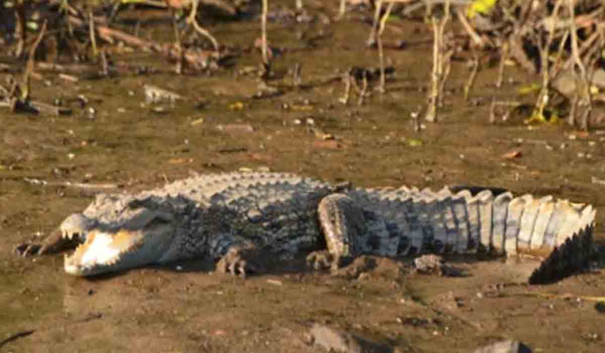 రైతు కాలిని చీల్చేసిన మొస‌లి