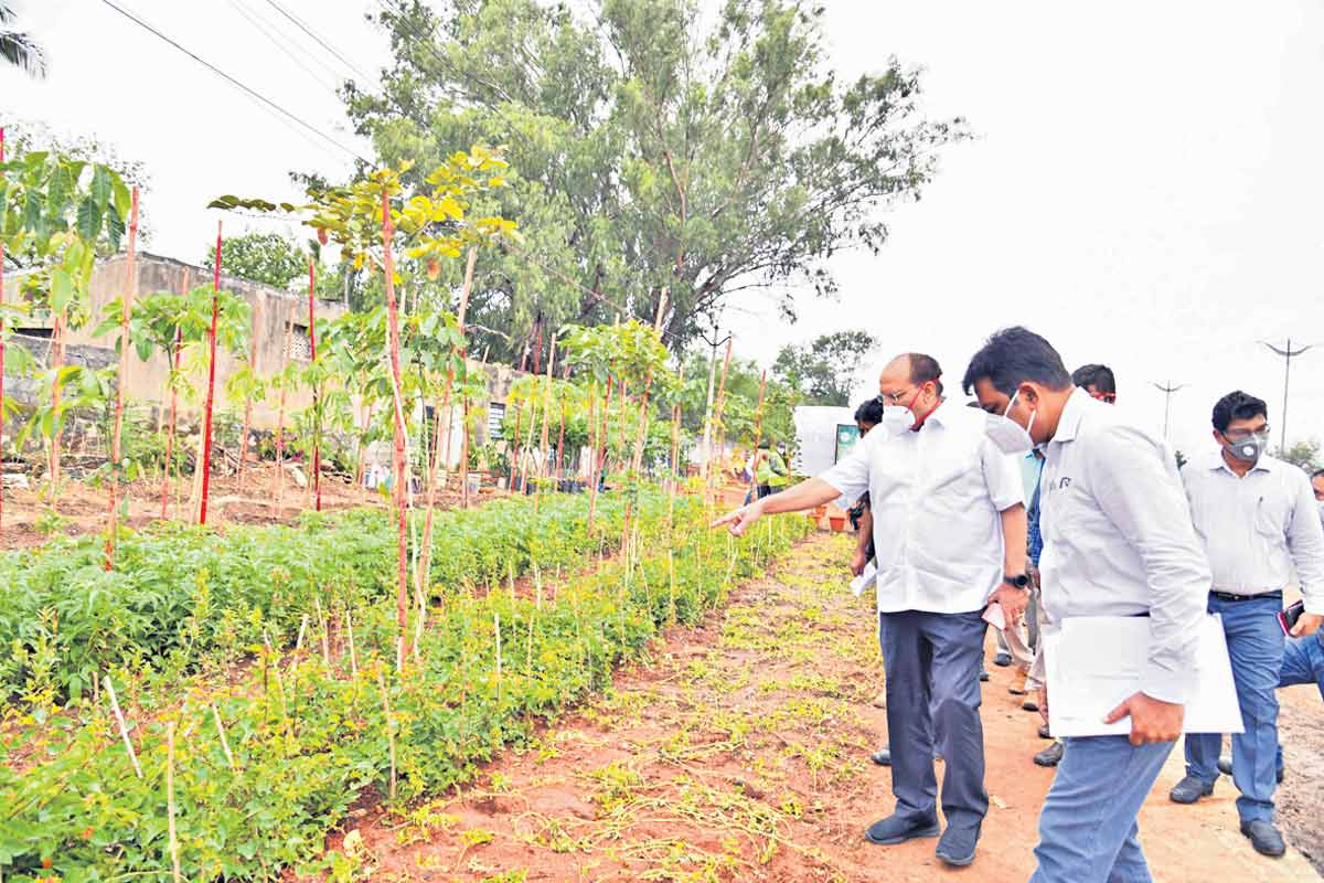 ప్రధాన రహదారులకు హరిత శోభ