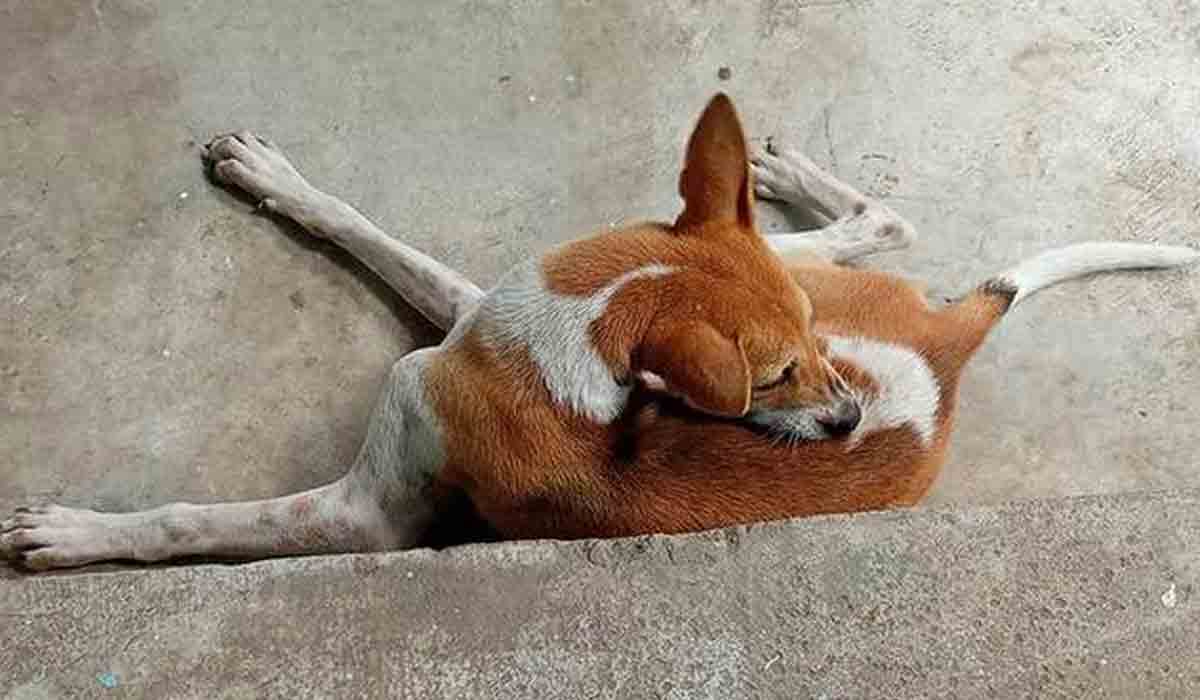 అత్యాచారం నుంచి అమ్మాయిని కాపాడిన శున‌కం