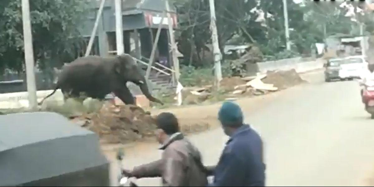 జ‌నావాసాల మ‌ధ్య గ‌జ‌రాజు ప‌రుగులు.. వీడియో