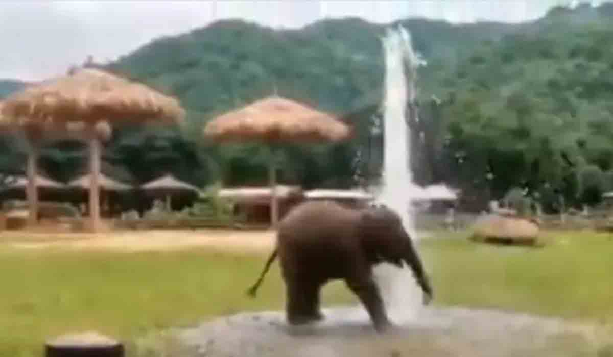 పిల్ల ఏనుగు జ‌ల‌కాలాట‌.. వీడియో వైర‌ల్