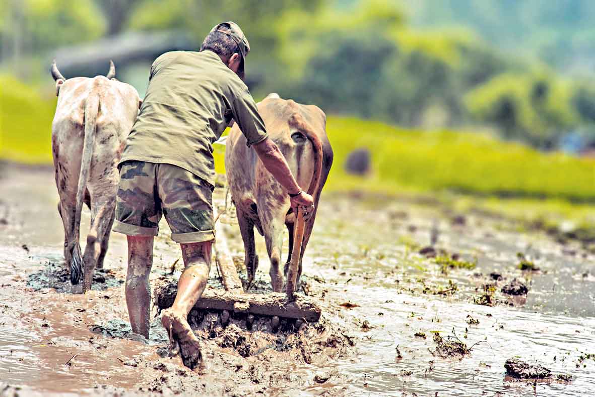 కౌలు ధరలకు రెక్కలు