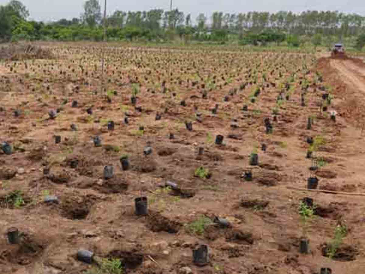 వ‌న్ అవ‌ర్‌.. వ‌న్ మిలియ‌న్ ప్లాంటేష‌న్‌