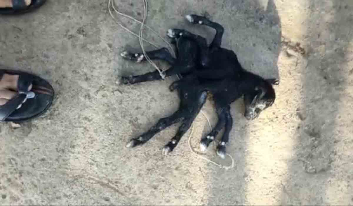 8 కాళ్ల‌తో మేక పిల్ల జ‌న‌నం.. ఎక్క‌డంటే..?