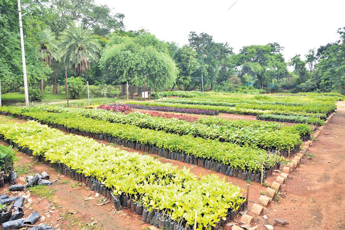 హరిత నగరమే లక్ష్యం