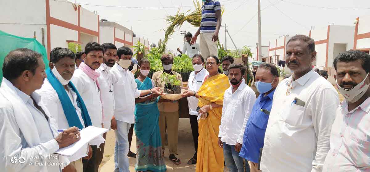 ఇంటింటికీ ఆరు మొక్కల పంపిణీ