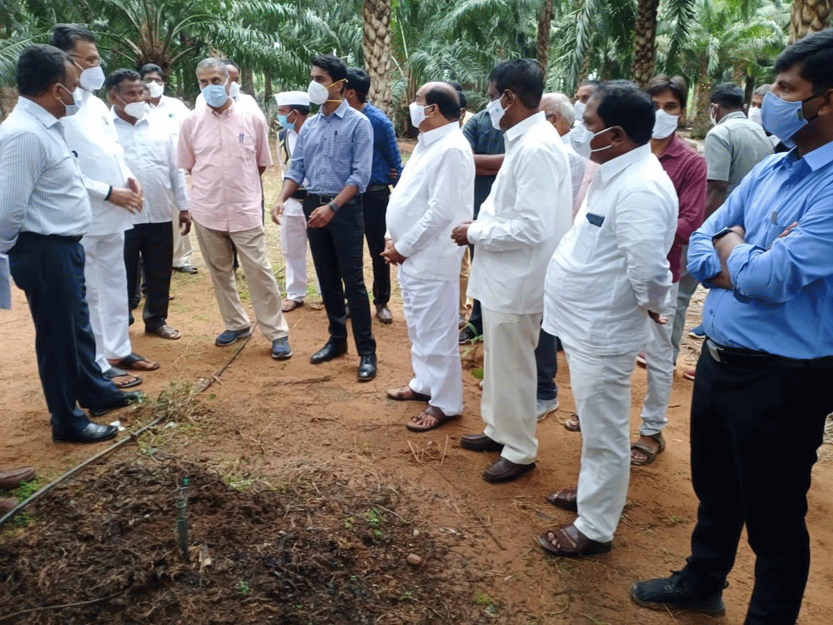 పామాయిల్‌ విస్తరణకు ప్రణాళిక