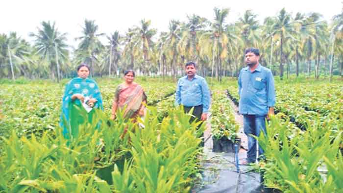 ఉద్యాన శాఖ భాగస్వామ్యం