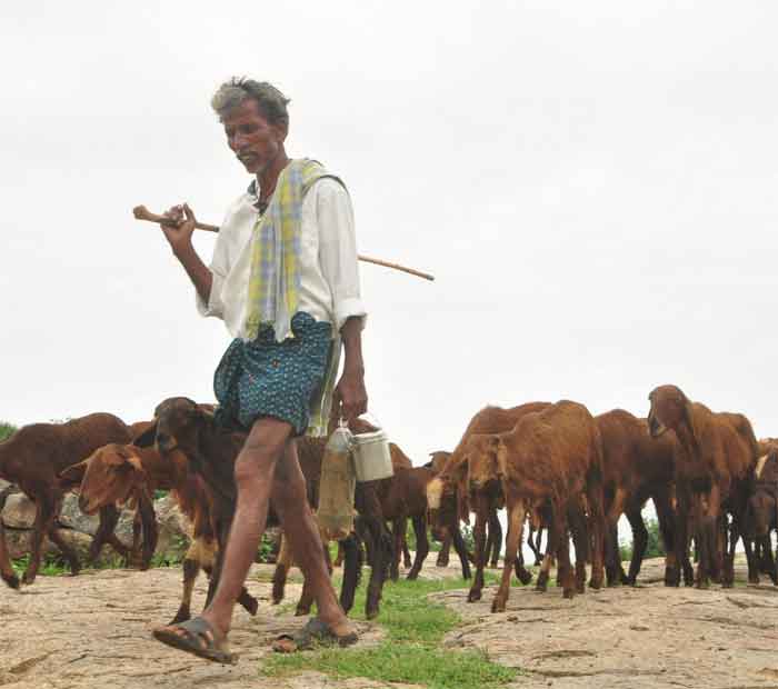 ఎలమంద మురువంగ