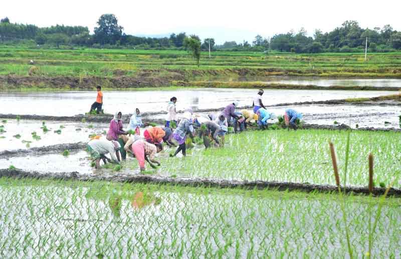 అన్నదాత సాగుబాట