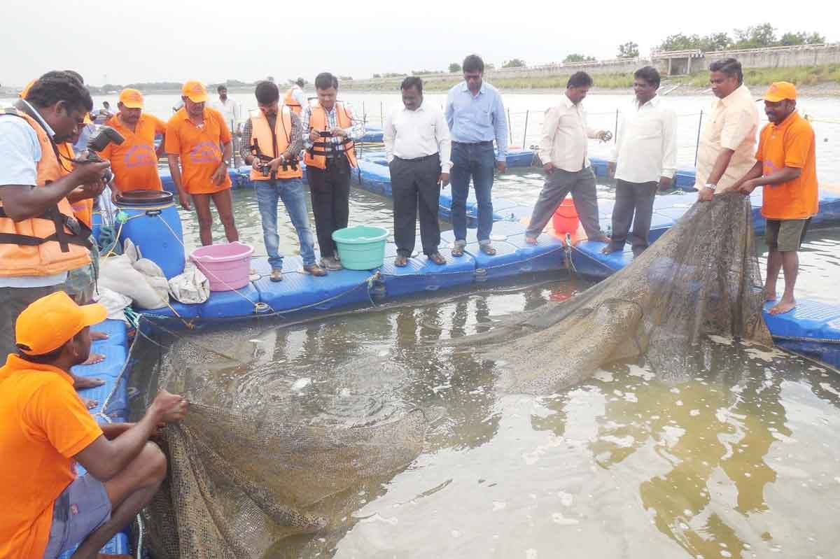 963 చెరువులు 3.90 కోట్ల చేపపిల్లలు