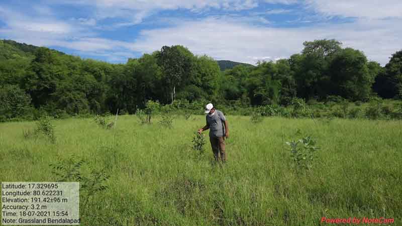 (గ్రాస్‌ ల్యాండ్‌ ఫారెస్ట్‌